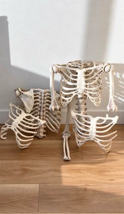 Assorted Decorative Skeleton Torsos for Halloween Party