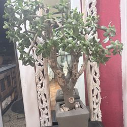 2ft Tall Jade Bonsai 
