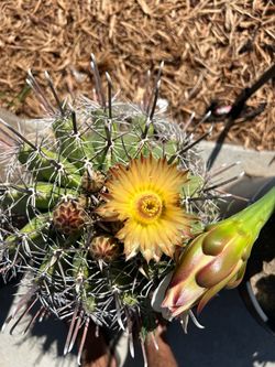 CACTUS “fish hook”