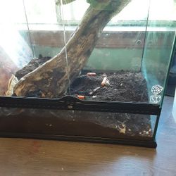 Big Lizard Tank