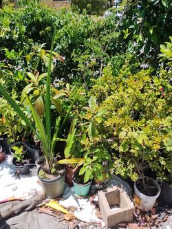 Plants for sale