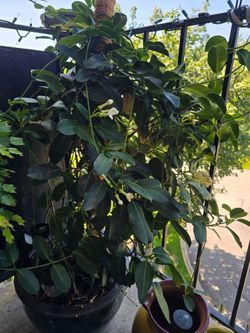 Stephanotis floribunda