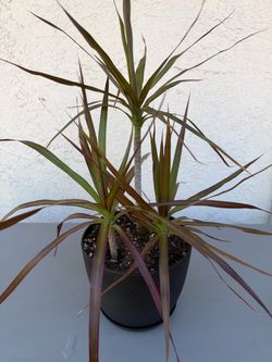 Madagascar dragon tree