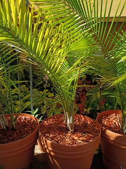 Majesty palm, large and tall