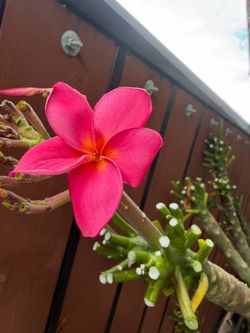 Cutting plumeria
