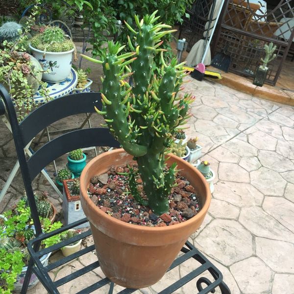 Opuntia Gumbi Cactus For Sale In Roseville Ca Offerup