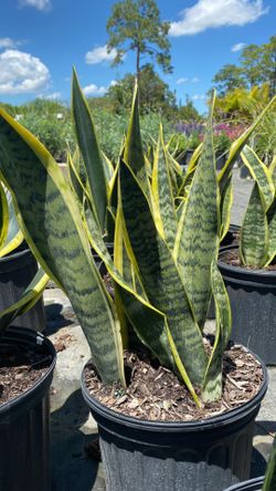 3 Gallon Snake Plant – Easy Care Indoor Plant 🌿