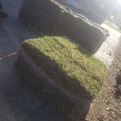 Grass Sod For Sale