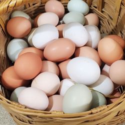 Fresh Organic Eggs Free Ranch
