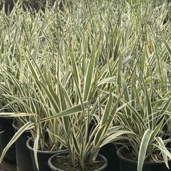 Dianella 5 Gallons Variegated 