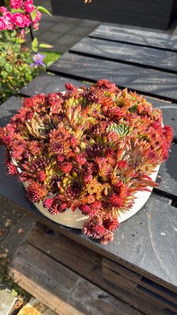 Hens and chicks mix in a 12 inch ceramic pot (cold hardy succulents)