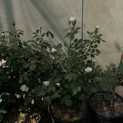 **NOW BLOOMING** Earth Angel Parfuma Rose. 5 gallon Own root by Kordes $50 each