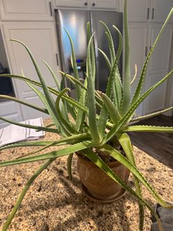 Large Aloe Plant $45.