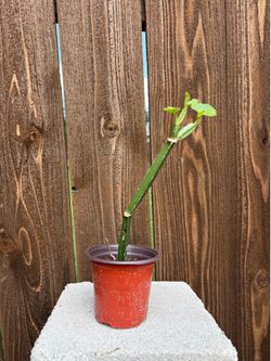 Pirandai/Veldt Grape Ivy plant