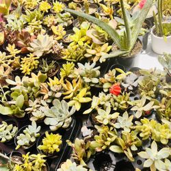Succulents 