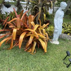 Large Sun Bromeliads Tropical Plant
