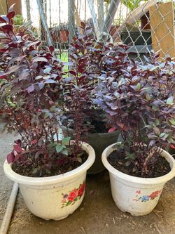 Alternanthera Purple Plant $13