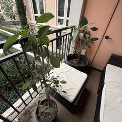 2 Avocado Trees for Sale – $40 for BOTH (No Separation)