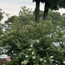 Crêpe myrtle tree 10+ feet tall, full white