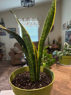 Variegated Snake Plant in Green Pot