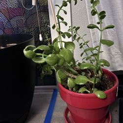 Trailing Jade Succulent in Red Planter