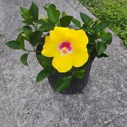 Hibiscus 🌺🌺 Plant 