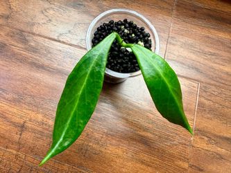 Hoya Mindorensis Yellow