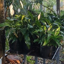 POTTED PIECE LILY PLANTS SPATHIPHYLLUM