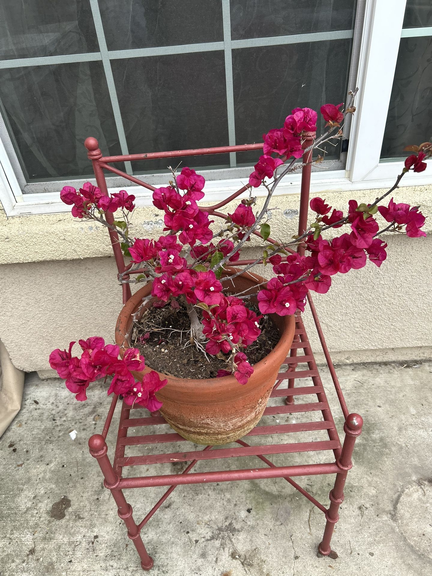 Bougainvillea-Bugambilia Plant 🪴 On Clay Pot