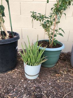 Aloe plant  large size