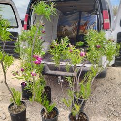 Healthy Desert Willow Trees