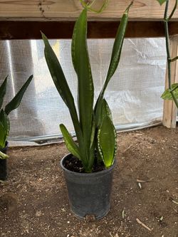 'Whitney' Snake Plant, $15 each