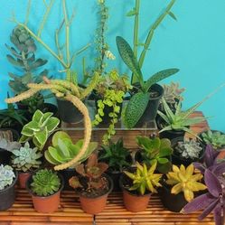 🌿 $3 Succulent Plants
