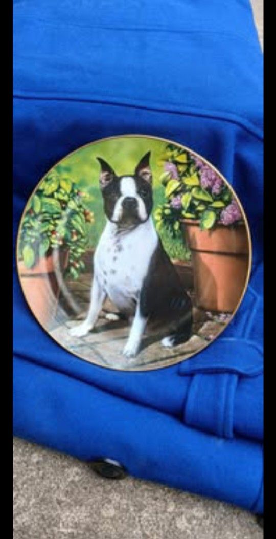 Boston Terrier "All Ears" Collector's Plate