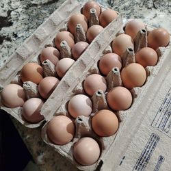 Fresh Organic Chickens Eggs