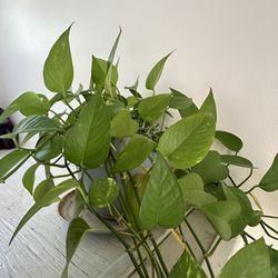 Thriving Pothos Plant In Lavender Pot