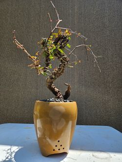 Old Operculicarya Decaryi Bonsai Tree