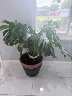 Monstera plant