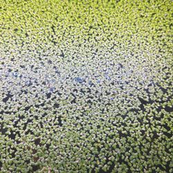 Duckweed
