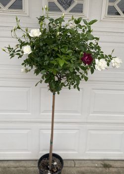 Ice Berg Rose Tree Plant, 6 Feet Tall In 5 Gallóns Pot Pick Up Only