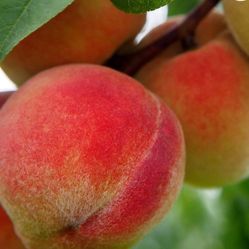 Grafted  Peach, Guava, Apple, Cherry, Avocado, Nectarine, Pear, Apricot, Plum   Trees