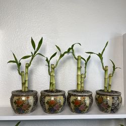 Lucky Bamboo Plants With Asian Vase $5 each