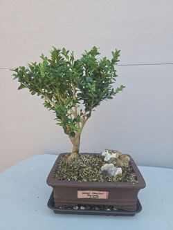 GREEN MOUNTAIN BOXWOOD