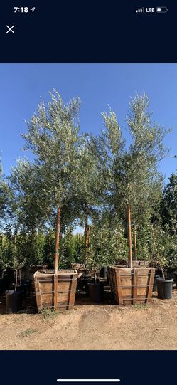 Olea europaea ‘Wilsonii’ - Wilson Fruitless Olive Tree, shade tree 36” box 