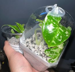 Variegated Alocasia Frydek & Philodendron Ring of Fire Starter Bundle! 🌿
