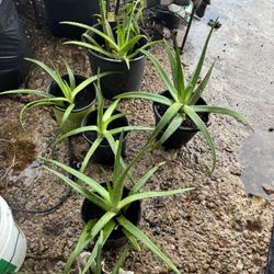 Planta De Sábila Y Calanchoe 