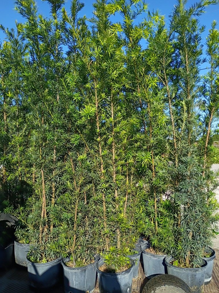 Podocarpus About 7 Feet Tall Instant Primary Hedge For Fence Green Full