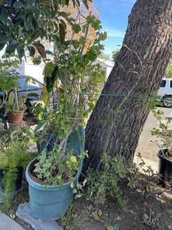 Green Plant Tree Tall Fig With Loquat Tree All In One