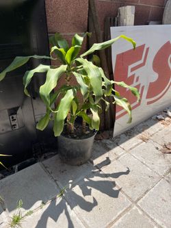 Fragrant dracaena, Happy Lucky  Bamboo Plants Pot
