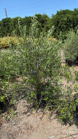 Wilsoni olive 15g fruitless